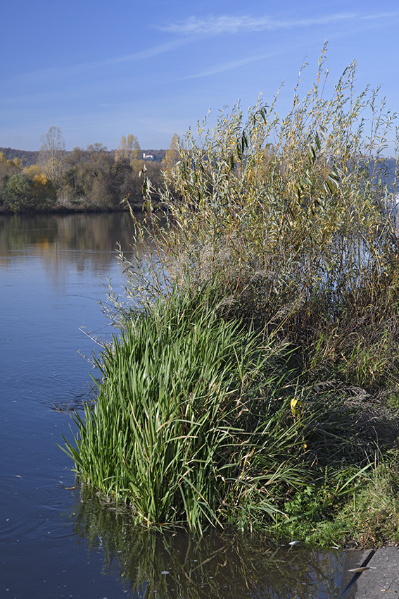 U Vltavy - vt formt