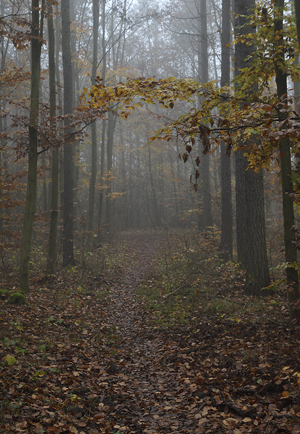 Mlha v lese - vt formt