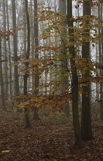 Mlha v lese - men formt