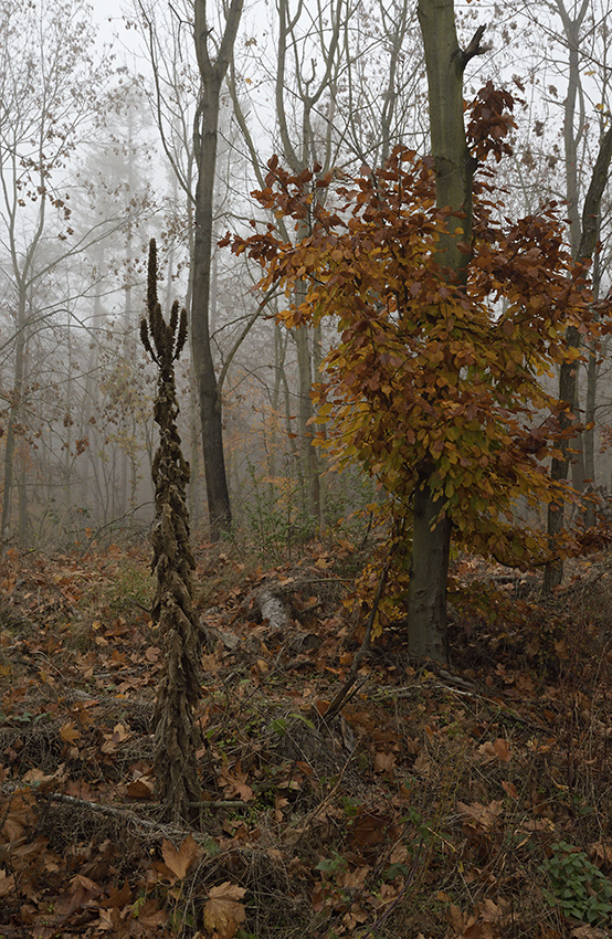 Mlha v lese - vt formt
