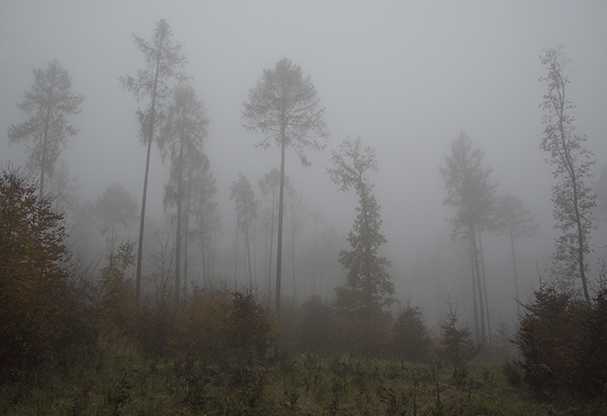 Mlha v lese - men formt
