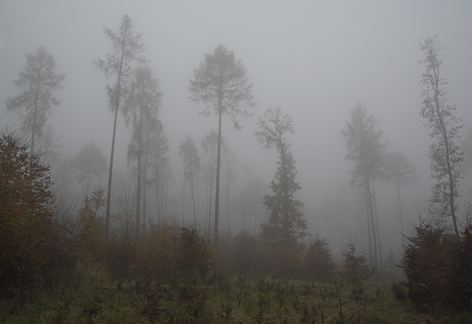 Fog in forest - smaller format