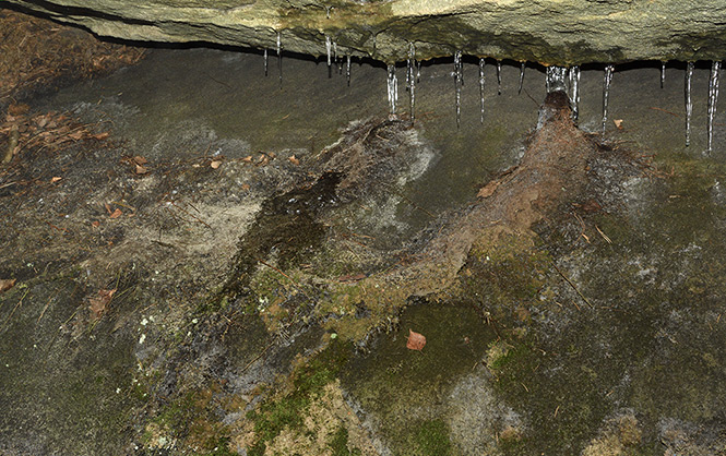 Root stalagmite - smaller format
