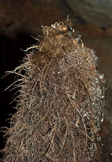 The top of a root stalagmite - smaller format