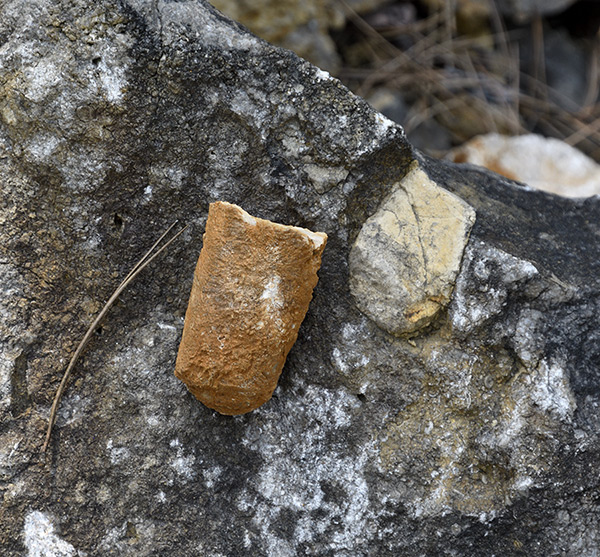 Orthoceras fragments - smaller format