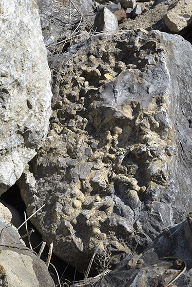 (Ichno)fossils - smaller format