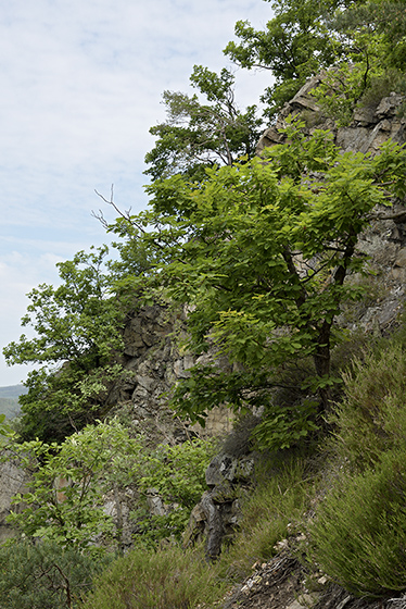 Ve skalch - men formt