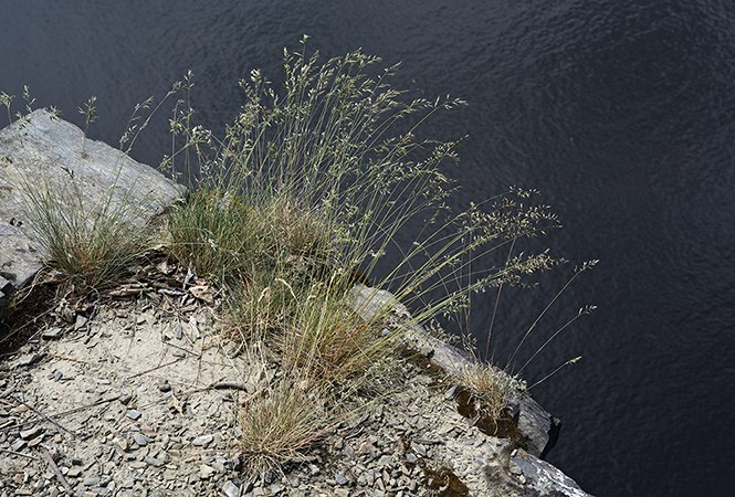 On rocks - smaller format
