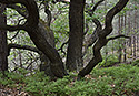 Polykormon - main link