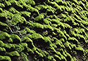 Moss on the rock - main link