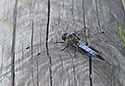 Broad-bodied chaser - main link