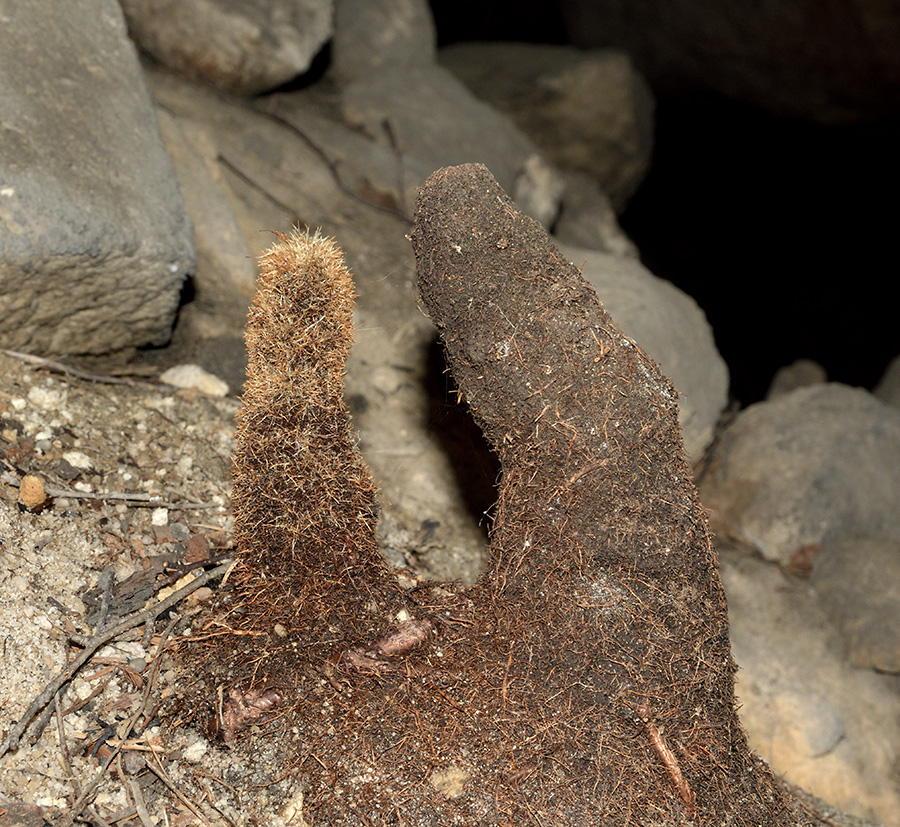 Root stalagmites - larger format
