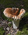 Holubinka - hlavn odkaz