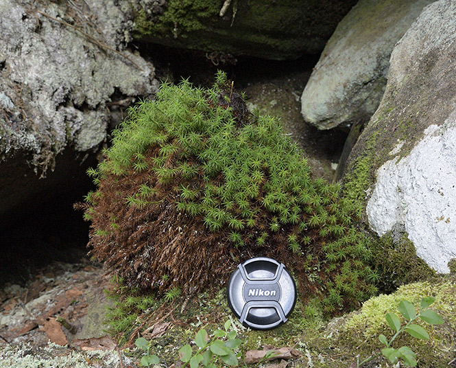 Root stalagmite - smaller format