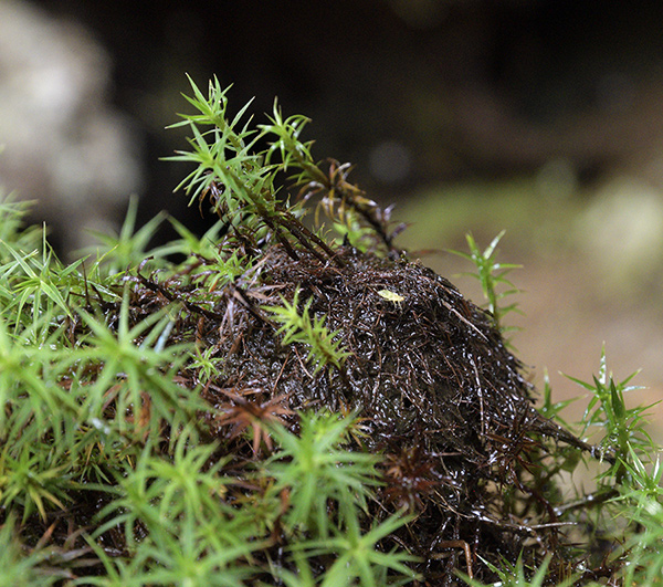 Top of the root stalagmite - smaller format
