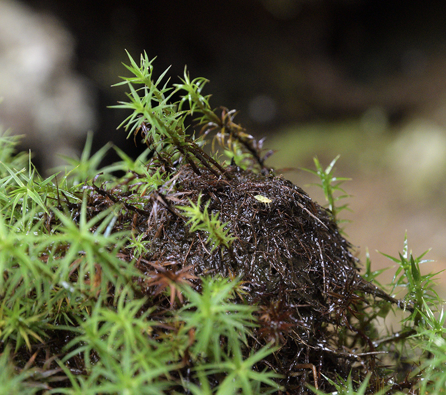 Top of the root stalagmite - larger format