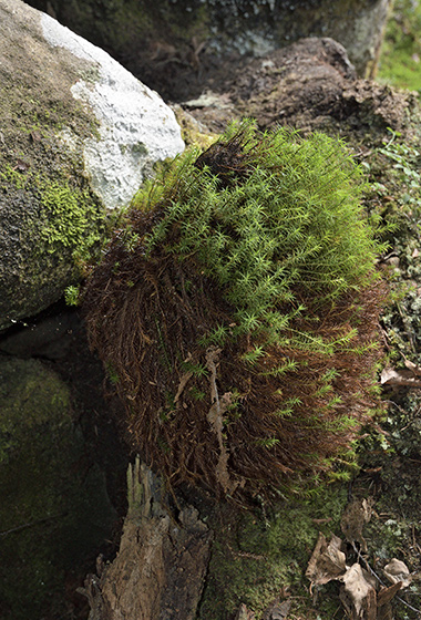 Root stalagmite - smaller format