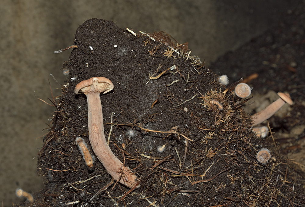 Root stalagmite - larger format