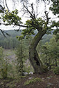 Old oak - main link
