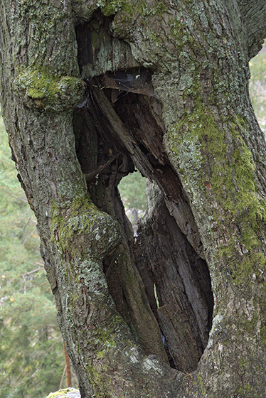 Old oak - smaller format