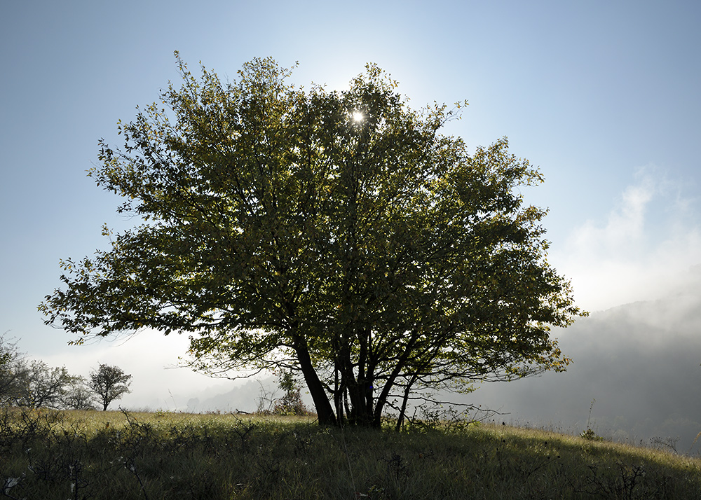 Morning at "Berounka" - larger format