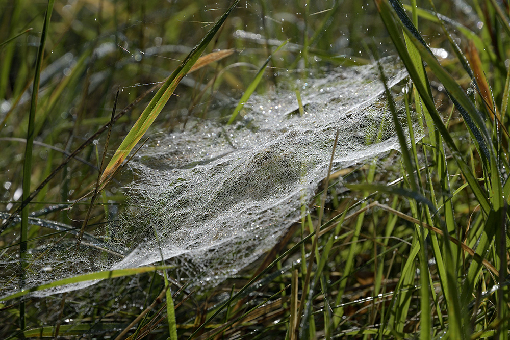 Cobweb - larger format