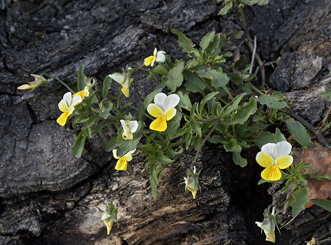 Pansy - smaller format