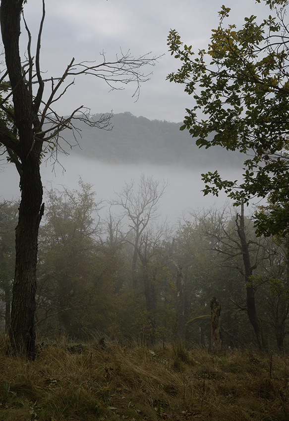 Morning in grey - larger format