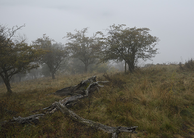 Morning in grey - smaller format