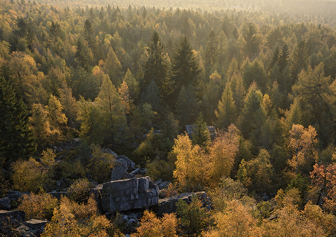 Autumn morning - smaller format