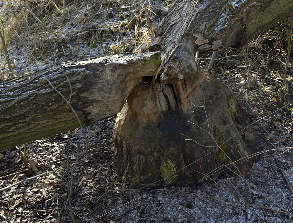 Work of beavers - larger format