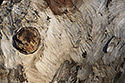 Work of beavers - main link