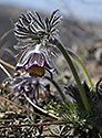 Pasqueflowers - main link