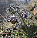 Pasqueflowers - main link