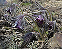 Pasqueflowers - main link