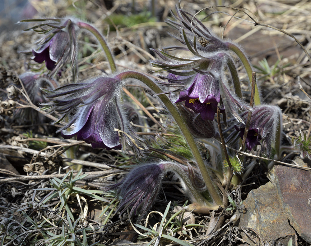Pasqueflowers - larger format