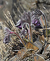 Pasqueflowers - main link