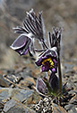 Pasqueflowers - main link