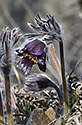 Pasqueflowers - main link