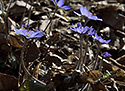 Liverwort - main link