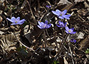 Liverwort - main link