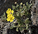 Potentilla - main link