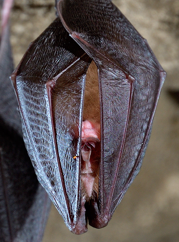 Horseshoe bats - larger format