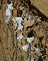 In the "Sense Delusion" cave - main link