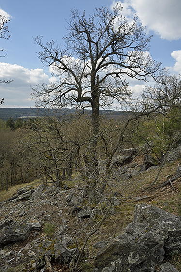 "Eagle Owl Rock" - smaller format