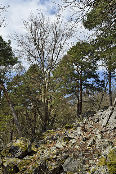 "Eagle Owl Rock" - smaller format