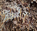 Dripstones - main link