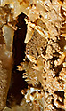 Eccentric dripstones - main link
