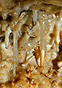 Eccentric dripstones - main link
