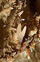 Eccentric dripstones - main link
